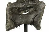 Huge Sauropod (Barosaurus) Vertebra - Bone Cabin Quarry #227518-8
